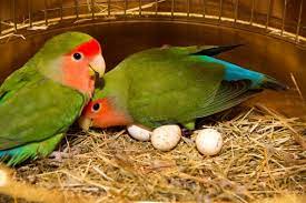 parrot eggs by jeremy parrots parrot