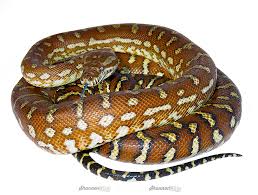 centralian carpet python morelia