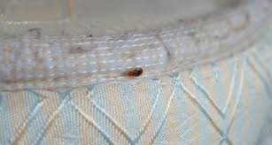 bed bugs away from your mattress