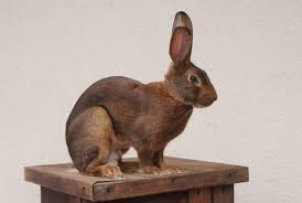 Horny rabbit