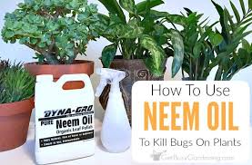 neem oil insecticide how to use neem