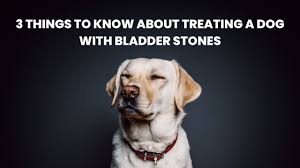 3 things to know about treating a dog