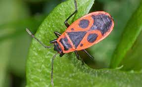 Was ist das für ein roter käfer in meinem garten? Feuerkafer Nutzlich Oder Schadlich Kafer Kafer Schwarz Kafer Insekt