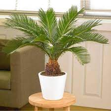 How To Grow Sago Palm Sago Palm Care
