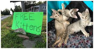 These breeders take the same time attention and care in placing these cats as they do in finding homes for the pin by fashionmavie on pets cute cats, kittens, kittens. Woman Passes A Sign That Reads Free Kittens Then Slams On The Brakes And Reverses The Animal Rescue Site News