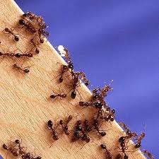 diatomaceous earth as non toxic ant