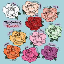 22 rose color meanings what does each