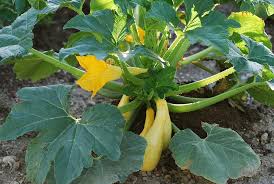 How To Grow Summer And Winter Squash