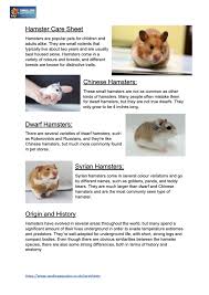 Hamster Care Sheet