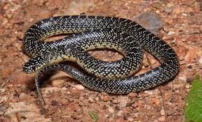 missouri snakes identification guide