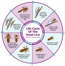 Relax It S Just Lice Health Nurse