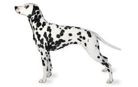 Dalmatian Dog Breed Information Pictures Characteristics