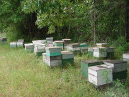 This is a guest post from creek stewart of willow haven outdoor. Apiary Wikipedia