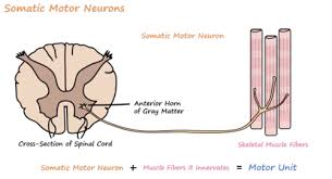 lower motor neurons cogs flashcards