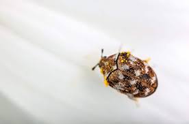 do carpet beetles bite by types