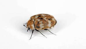 does raid kill carpet beetles or are