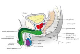 the male pelvic floor physiopedia