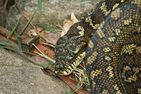 10 facts about the carpet python