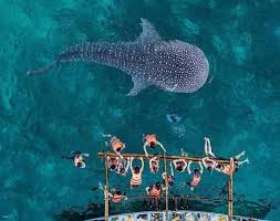 Bohol Private Day Tour: Whale Shark Snorkeling Experience, Ermita Ruins, Loay River Cruise, Bee Farm & Dauis Church | Philippines Tickets - Start from ₱ 2,544.21