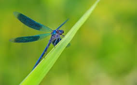 Find hd wallpapers for your desktop, mac, windows, apple, iphone or android device. 250 Dragonfly Hd Wallpapers Background Images