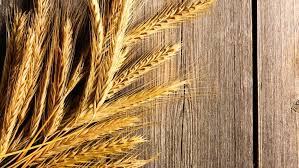 the health benefits of wheat germ
