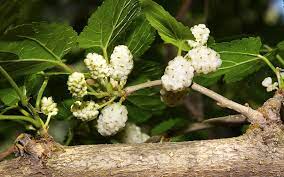 benefits of white mulberry morus alba