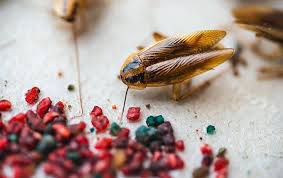 german roach infestation in tucson