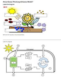 Glycolysis, krebs cycle, electron transport chain. How Does Photosynthesis Work