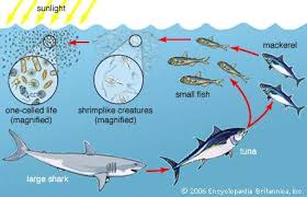 Ecosystem Ocean Food Chain Ocean Ecosystem Ocean Food Web