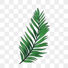 palm leaf clipart png vector psd and