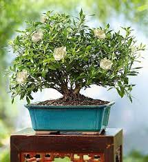 Bonsai Trees