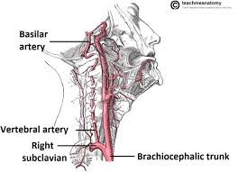 Labels include cephalic vein, brachial artery/vein, basilic vein, musculoskeletal nerve, ulnar collateral artery note the names of the major veins and arteries involved. Major Arteries Of The Head And Neck Carotid Teachmeanatomy