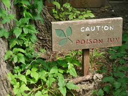 how to avoid and remove poison ivy