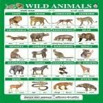 Educational Pictorial Charts Alphabet Manufacturer From