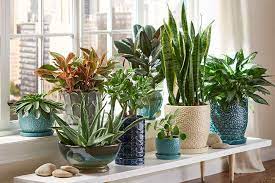 best indoor plants easy houseplants