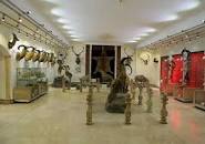 نتیجه تصویری برای موزه حیات وحش دارآباد