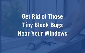 tiny black bugs in your house