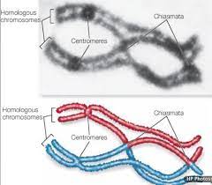 mitosieiosis flashcards quizlet