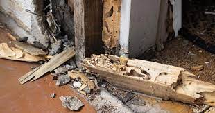 We did not find results for: Home Insurance And Termite Damage Quotewizard