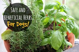 Safe And Beneficial Herbs For Dogs
