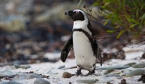 Accidents — such as a pet getting bone fractures from a car crash, are unexpected and devastating. Penguins Ripley S Aquarium Of Myrtle Beach