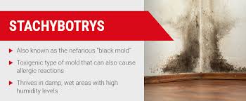 12 Common Types Of Mold In Homes Where To Find Mold In