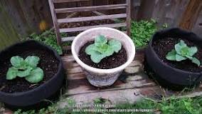 how-do-you-keep-potted-plants-off-the-ground