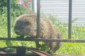 get rid of groundhogs in the garden