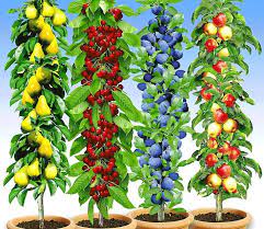 Какие фруктовые деревья посадить в городе? 3 лучших плодовых дерева для  городского климата | Социальный Авторитет | Яндекс Дзен