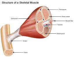 Hamstrings (made of 3 muscles): Seer Training Structure Of Skeletal Muscle