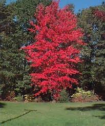Ornamental Trees Decorative Trees For