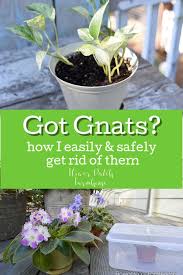 how to get rid of fungus gnats safely
