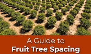 a fruit tree ing home guide