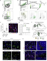 human neural stem and progenitor cells